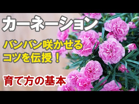 カーネーションの育て方 鉢植えでもらったら長持ちさせて秋にも花を咲かせるテクニック