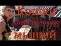 Кошки ловят не только мышей. 82 серия