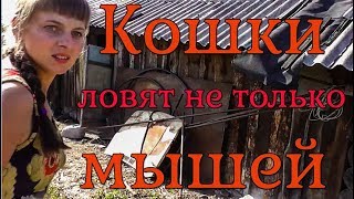 Кошки ловят не только мышей. 82 серия Кошки ловят не только мышей. 82 серия