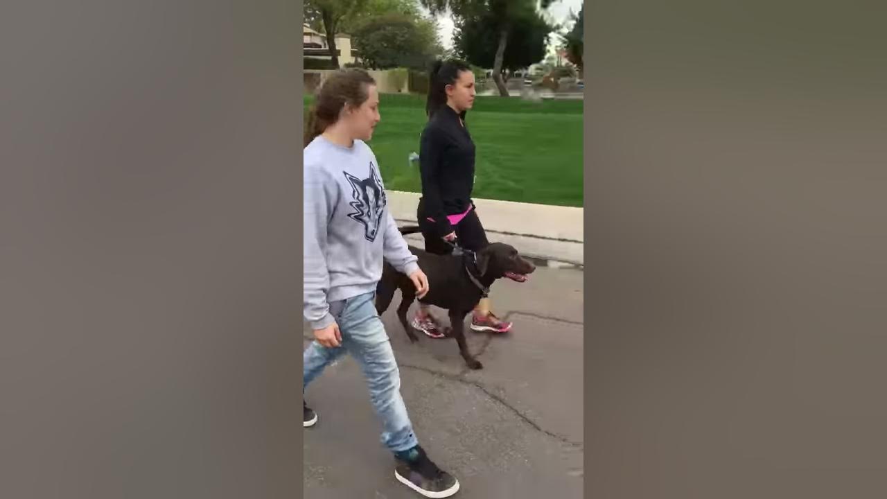 How to stop my dog from running out to the street or my car? YouTube