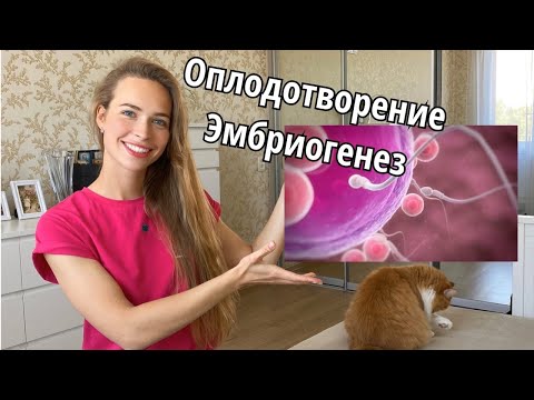 Оплодотворение. Эмбриогенез. Очень подробно за 9 минут.