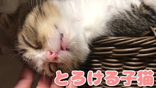撫でられてとろける子猫【スコティッシュフォールド】