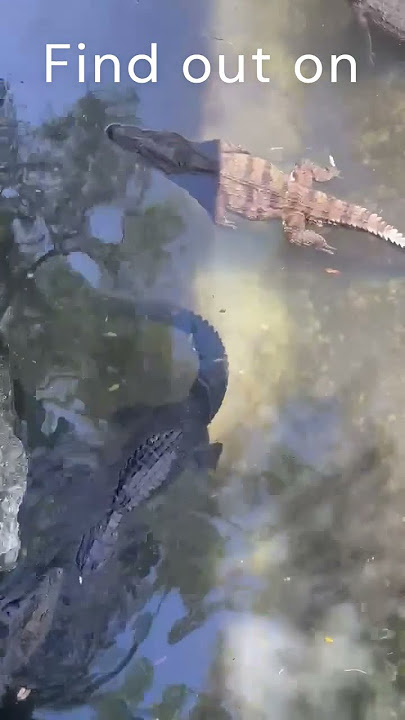 cc commercial 3 #alligator #crocodile