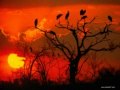 ♥ AFRICA ♥ ¡¡¡ Sawabona !!! ♥
