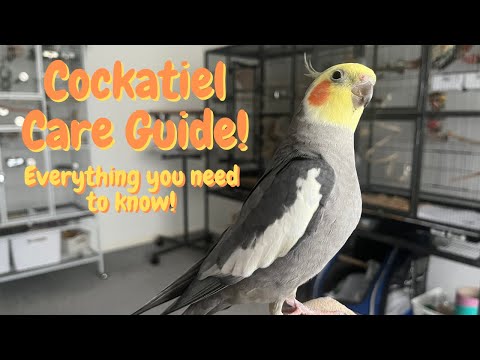 Видео: Все, что вы хотите знать о Cockatiels как домашних животных!