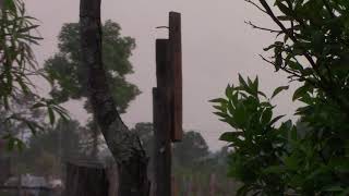 Dab Neeg Vauv Xyua Niam Tai Lub Ua Kuas Sis Law Xwb