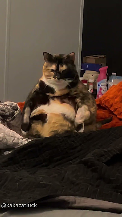 Download lagu The struggle is real when you're a chonker. #fatcat#chonkycat