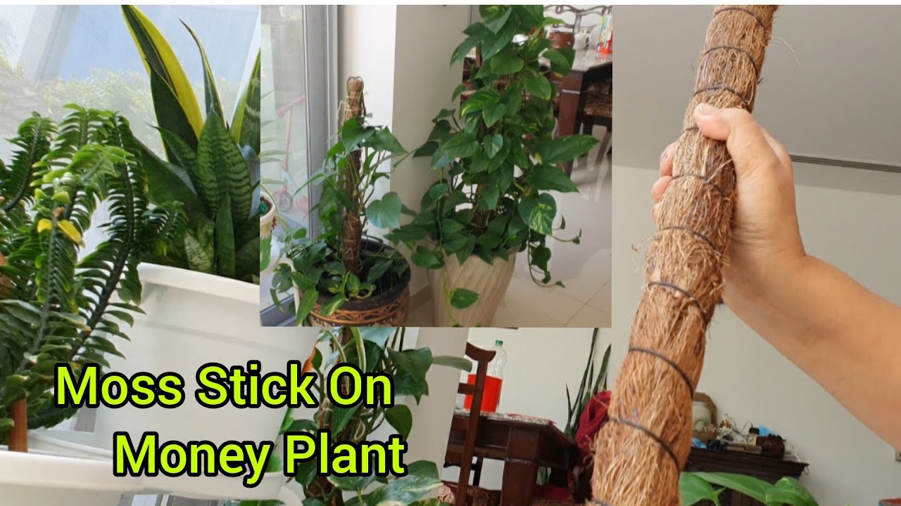 How and Why You should use Moss Stick for Indoor Plants 