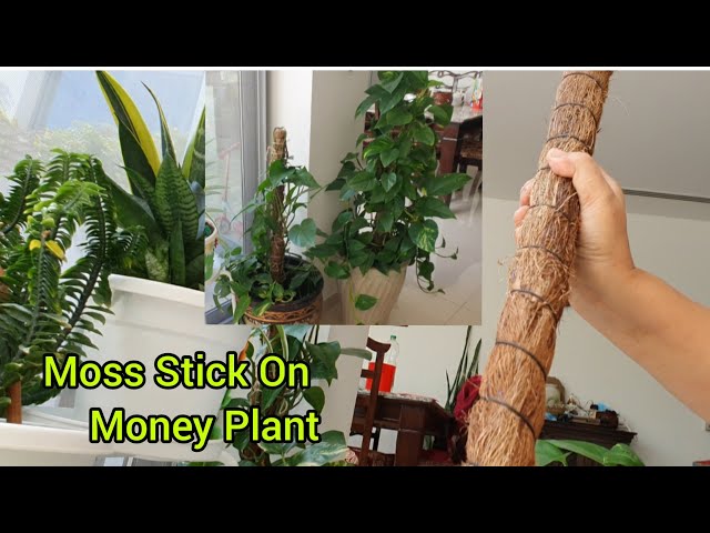 How and Why You should use Moss Stick for Indoor Plants 