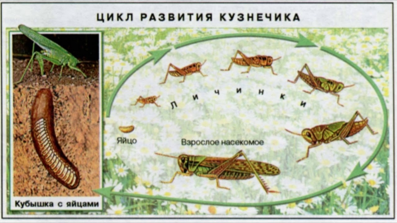 Какой тип развития у саранчи. Циклы развития насекомых кузнечик. Жизненный цикл зеленого кузнечика. Цикл развития личинок кузнечика. Стадии цикла развития кузнечика.