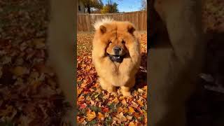 WHEN DOGS FAIL IN THE FUNNIEST WAYS...