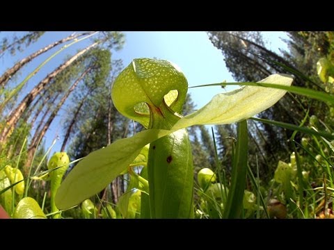 Wideo: Informacje o lilii Cobra - Jak uprawiać rośliny Cobra Lily Pitcher