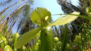 Predatory Plants: Lure of the Cobra Lily