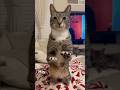She has 4 of the most special and beautiful cats