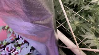 G1 Ep:7. Day 36 week 6 of flower. Growing in a tent.