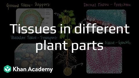 The Tissues in Different Plant Parts | Plant Tissues | Biology | Grade 9 | Telangana | Khan Academy