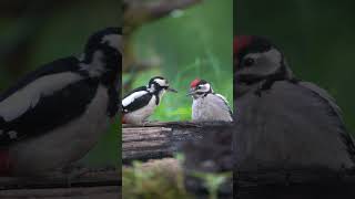 Relaxing music with birds! #peace #nature #relax #beauty #explore #beautiful #meditation #birds #fan