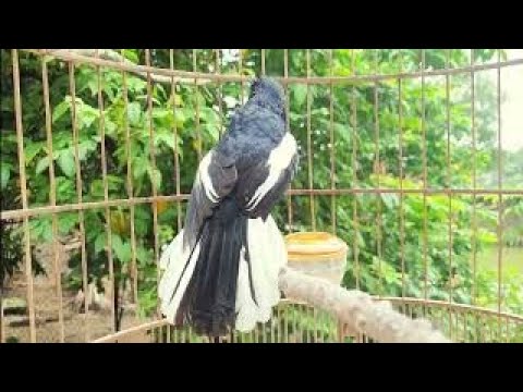 Video chích chòe than hót đấu gọi bổi cực hay | chích chòe... - youtube