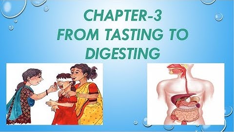 FROM TASTING TO DIGESTING(PART--l)-हिंदी explanation | NCERT Class 5 EVS Chapter-3 |CBSE Class 5 EVS
