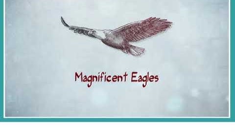 Aspect 11 Module 2 Magnificent Eagles