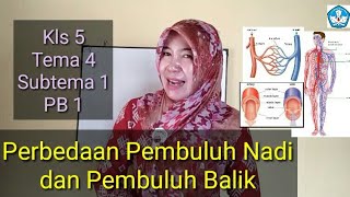 Perbedaan Pembuluh Nadi dan Pembuluh Balik Kls 5 Tema 4 Subtema 1  PB 1