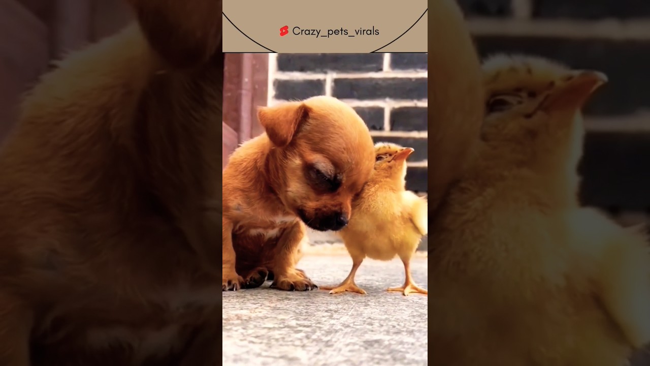 #love #caring #cute #pet #animal #bird #puppy #dogs #goldenretriever