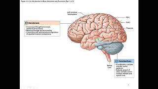Chapter 14 Basic Overview of the Brain