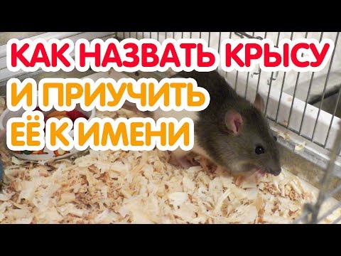 Как назвать крысу. Как приучить крысу к имени