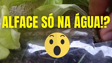 Como fazer plantação na água?