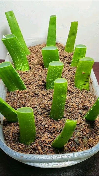 Grow Alovera Using Single leafs 🍃 !