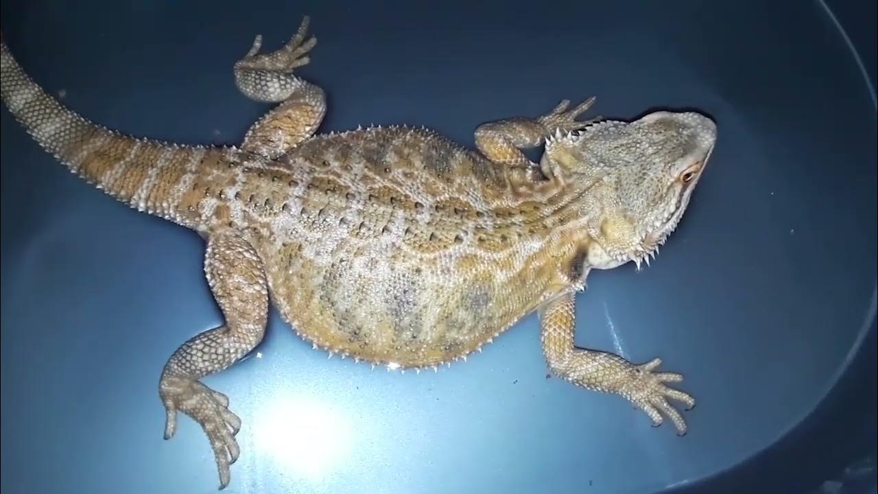 egg-head-my-bearded-dragon-pooping-very-stinky-youtube