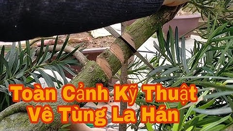 NGHỆ NHÂN NAM ĐIỀN CS CÁCH UỐN THÂN CÀNH TO TRÊN CÂY TÙNG LA HÁN BẰNG KỸ THUẬT CẮT VÊ •ĐT 0947313889