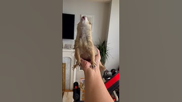 Prairie Dog WAHOO in my hand 🥹 #prairiedog #cute #funny #trending #animals #trendingshorts