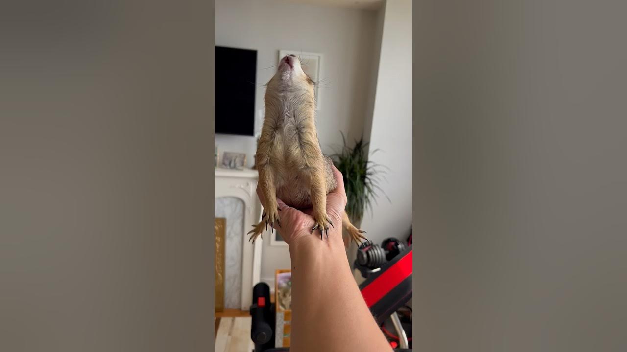 Prairie Dog WAHOO in my hand π₯Ή #prairiedog #cute #funny #trending #animals #trendingshorts Prairie Dog WAHOO in my hand π₯Ή #prairiedog #cute #funny #trending #animals #trendingshorts