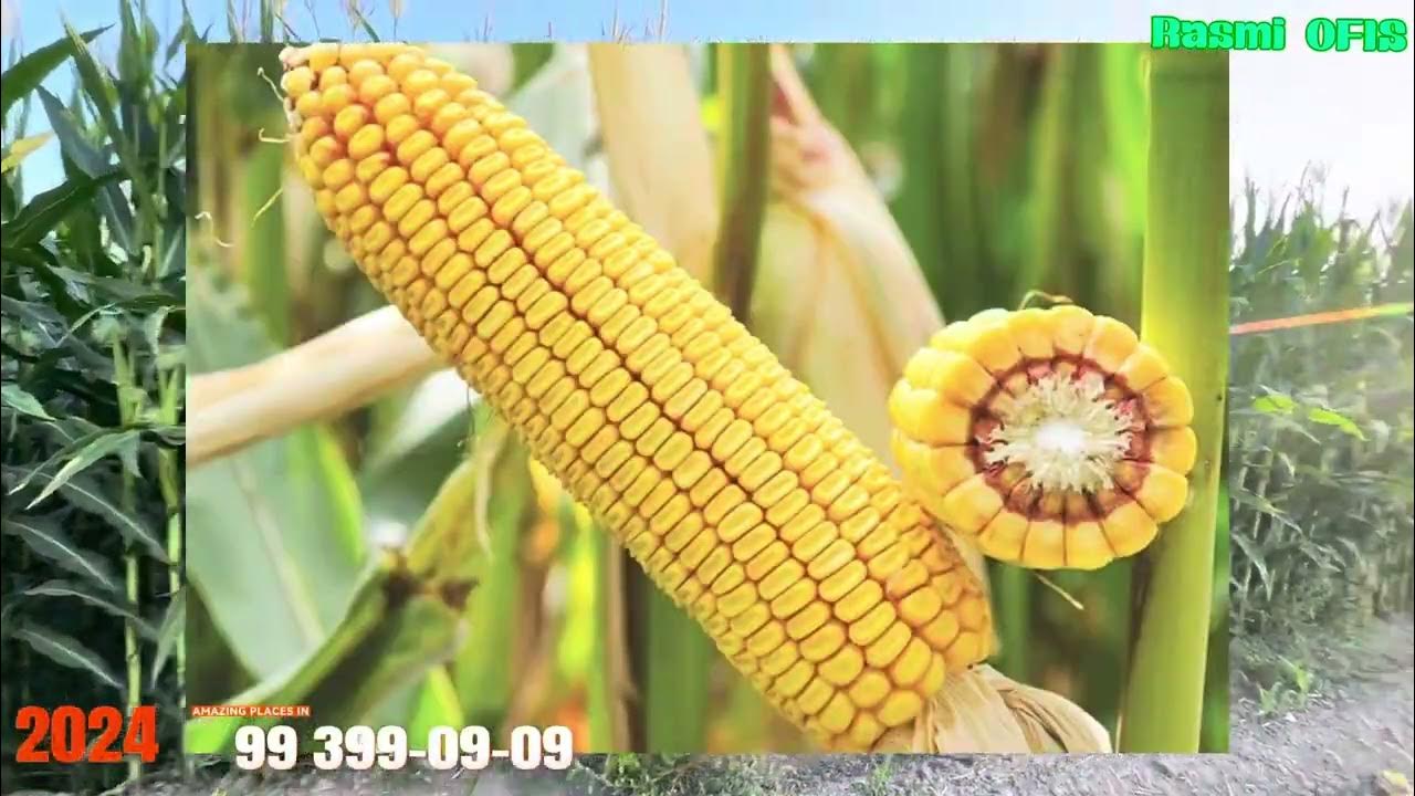 Liza Sparxxxning rekord darajadagi pornosi