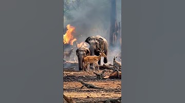 Save trees 🌴 save life | Telangana Kancha Gachibowli Jungle |Hyderabad University #forest  #animals