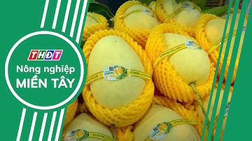 Nông dân trồng xoài có lãi sao chuỗi ngày rớt giá | Nông nghiệp Miền Tây