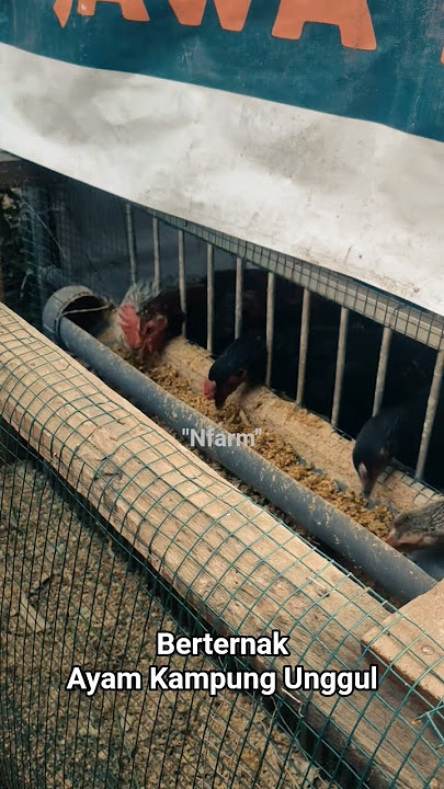 Peternak Ayam Kampung Unggul #shorts #ayam #berternak #farming #farm