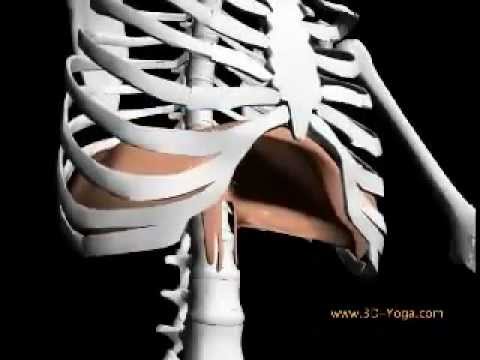 Diaphragme en 3D - YouTube