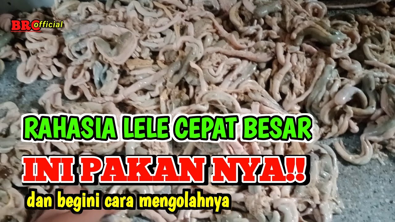 Cara Mengolah Usus Ayam Untuk Lele Yang Masih Kecil@masbro281 