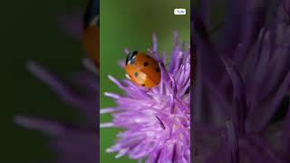 Lady bug shorts | Letstute