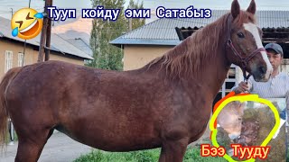 БЭЭГЕ   Кызыктым  Дейт  Юсуф  Сындуу Бээ Сатууга Чыкты