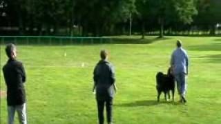 Concours Obissance Mirecourt Nathalie Et Eeuf.wmv