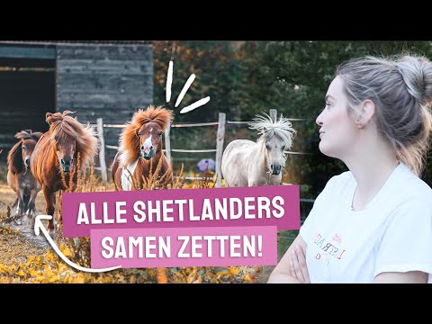 Video: Deze Honden Weten Wanneer Hun Eigenaren Op Het Punt Staan een MS-flare Te Krijgen