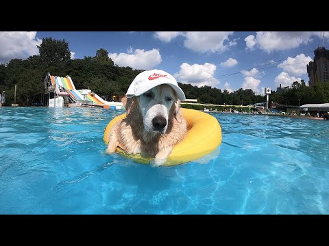 ⌜<strong>나의</strong> 일주일⌟ 프리다이빙 + 반려견 수영장 + 공방 + 와인 ✔︎Me and my dogs <strong>WEEK</strong> VLOG