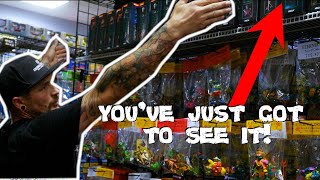 BIGGEST TMNT SECTION at Vintage Toy Store Eternia Dreams!