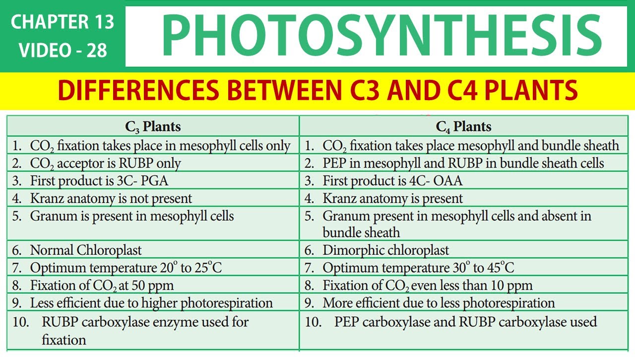 Photosynthesis in Tamil (28) | Differences between C3 and C4 plants ...