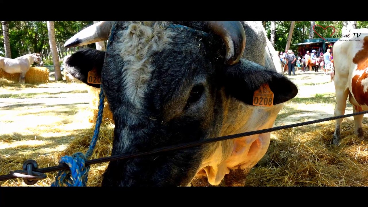 La fête de l'élevage à Moissac