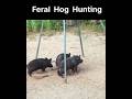 Feral Pig Hunting | Boar Hunting | Hog Hunting | Animal Hunting Video | Bear Hunting | Deer Hunting