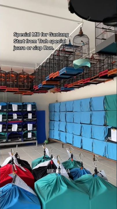 Yang murai murai aja ya boss !! Sekolah murai di MK Available